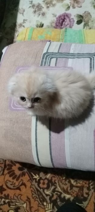 Продаются породистые котята срочно не дорого.!