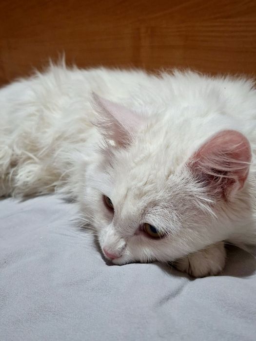 Наглая мурчащая моська ищет дом