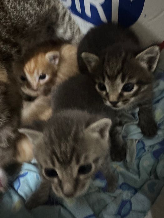 Отдам котят в хорошие руки