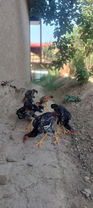 Дакан жужалар сотилади