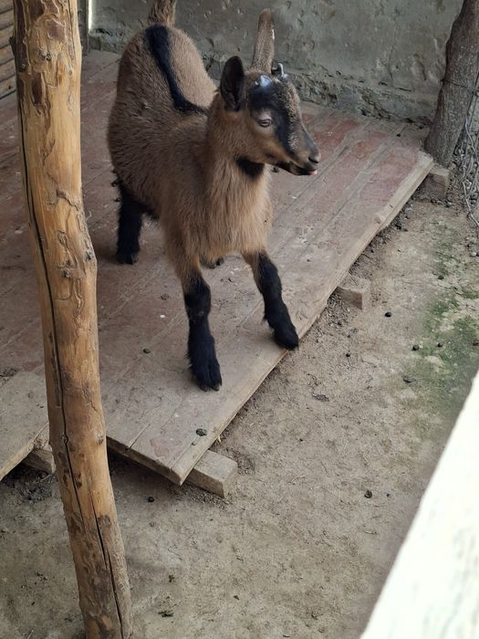 Альпийский лақ сатылады