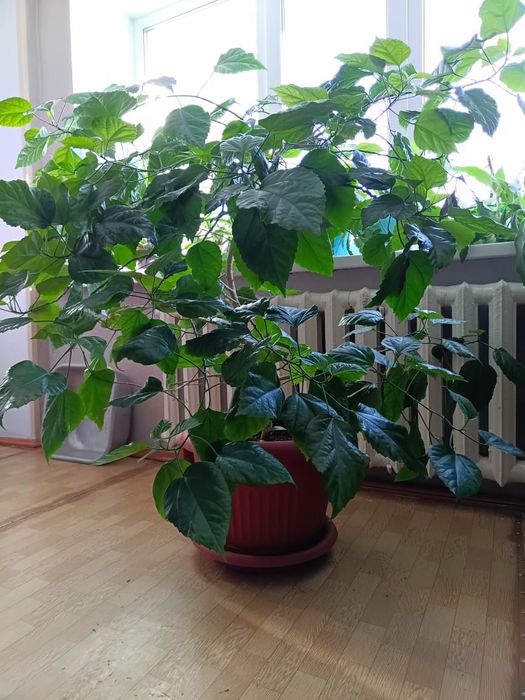 Продам гибискус (розан) китайский махровый (5 лет)