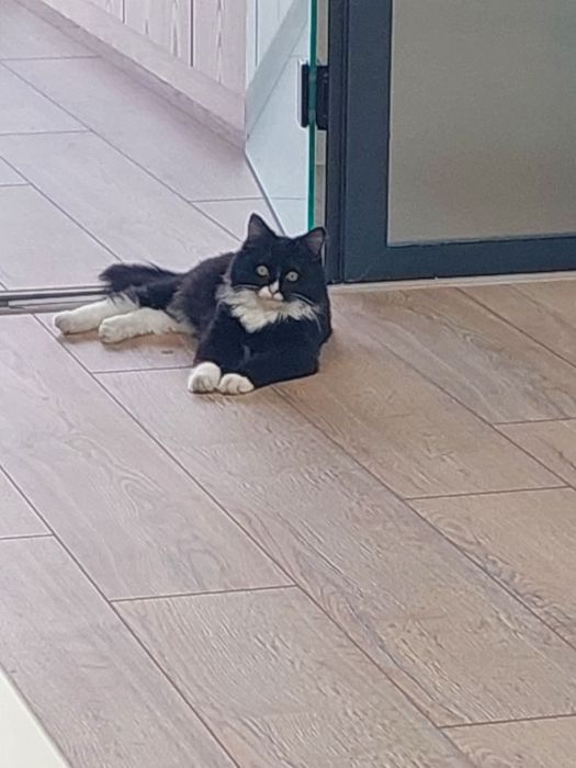 Котенок мальчик Ташкент