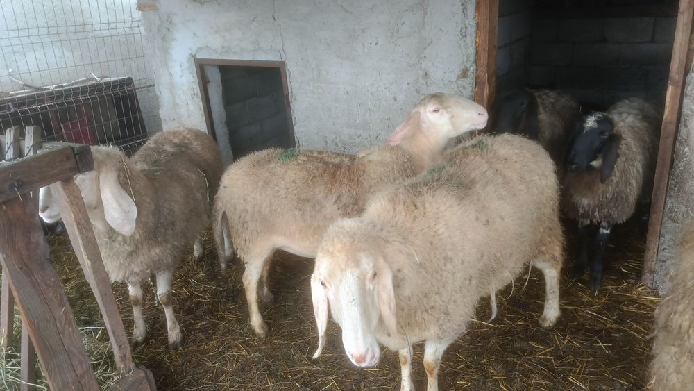 Oi Bergamasca de vânzare