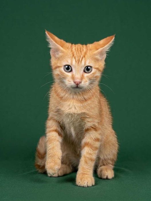Ласковый котенок | Mehribon mushukcha | Sweet kitten