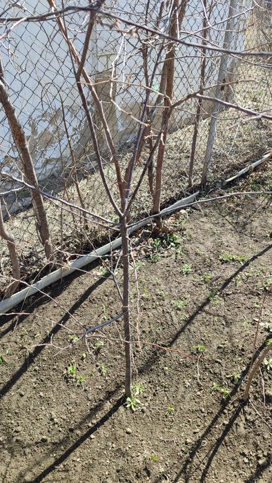 Ель,ель,ель,ель,ель