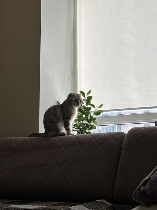 продаем шотландскую кошку беременную