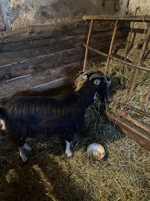 Vând capră cu lapte!