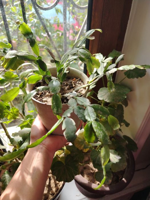 Комнатные цветы. Хлорофитум.