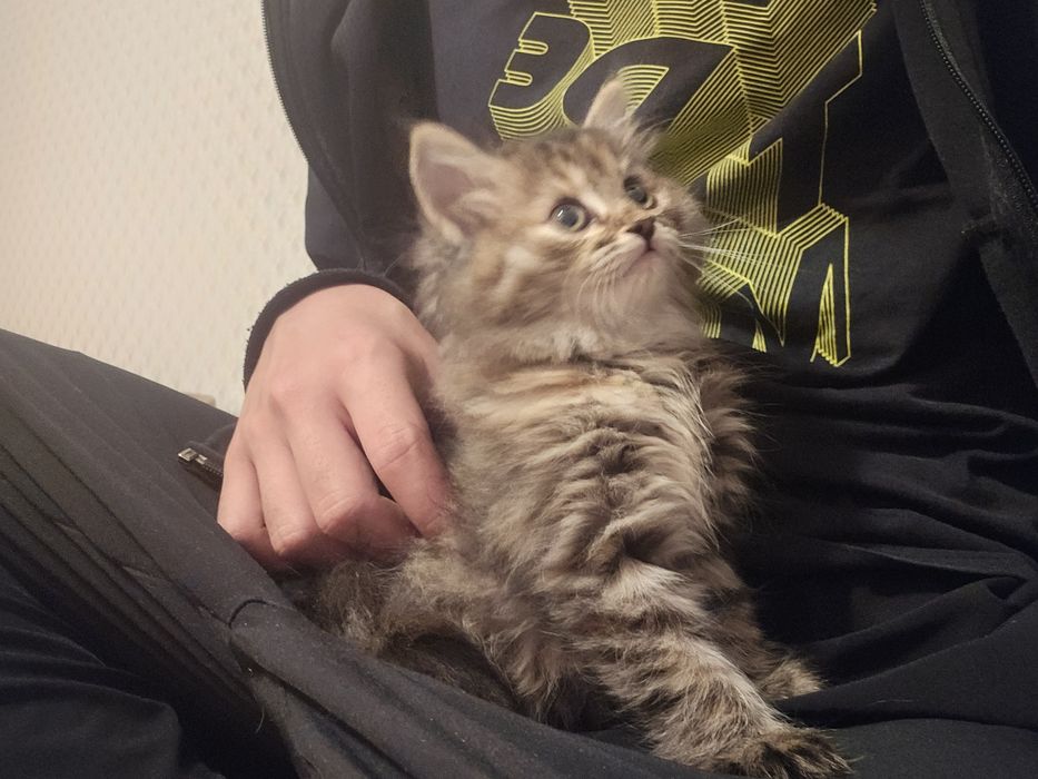 Котенок, 2 месяца, отдаем в добрые руки