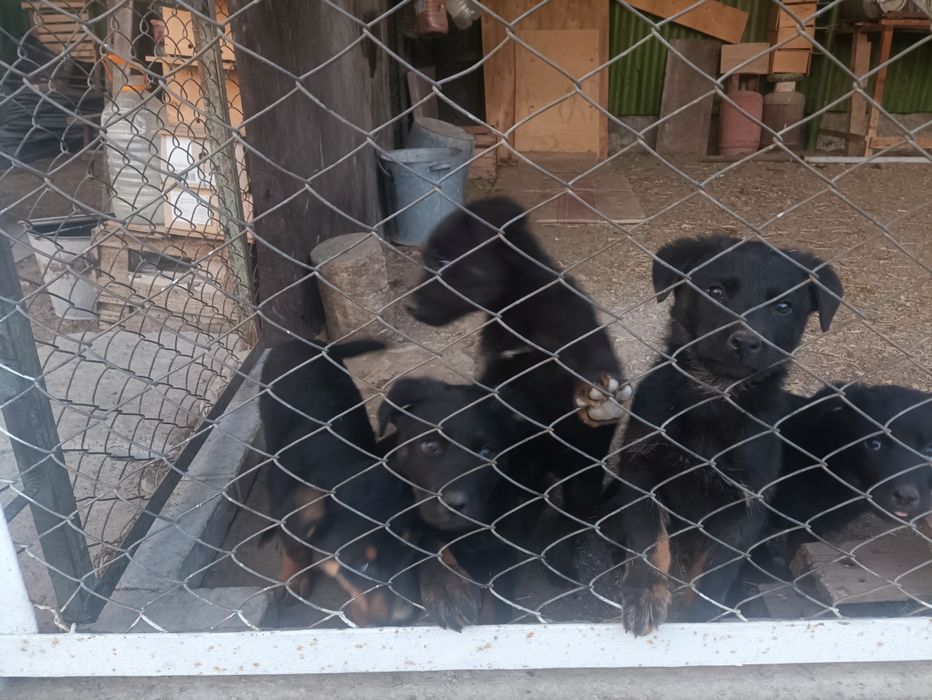 Щенки  (метисы).