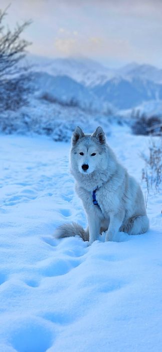 Собака Маламут/хаски
