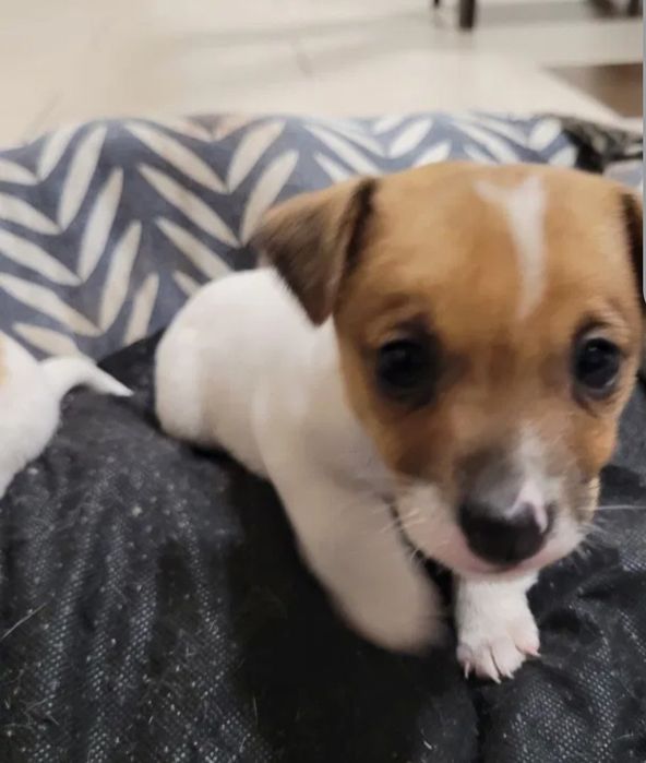 Джак Ръсел Териер