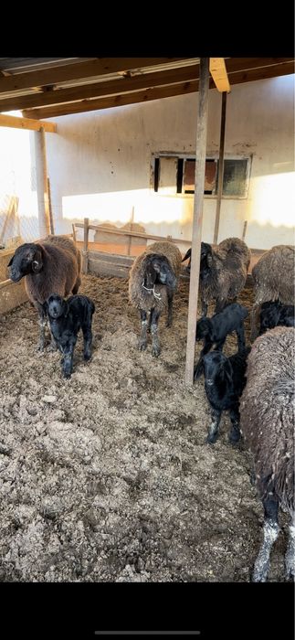 Қозылы Қой Бараны