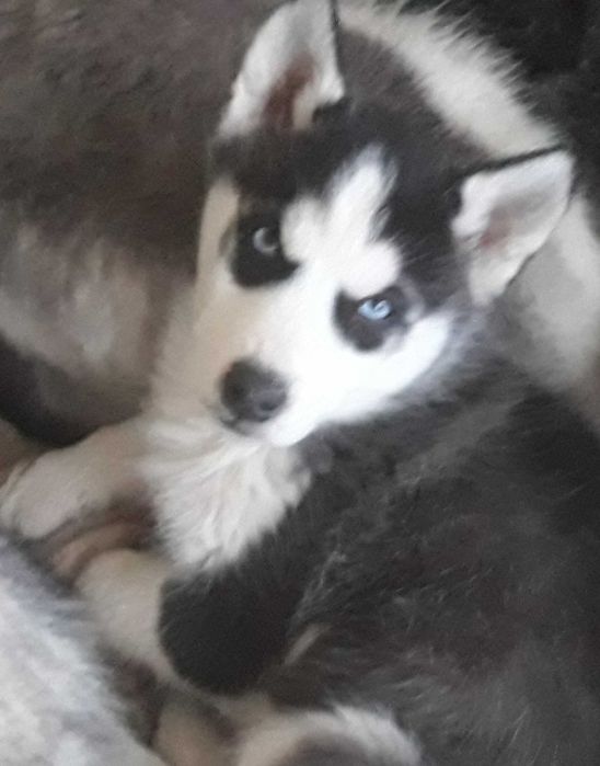 Husky Siberian mascul negru cu alb-ochi albastri
