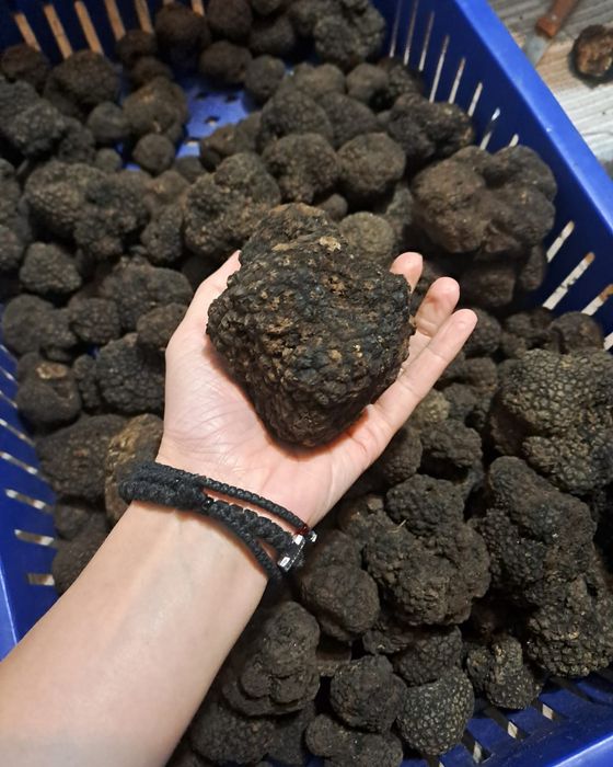 Trufe negre /Tartufi/Truffles