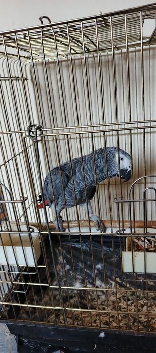 Srochna sotiladi jacco papugay