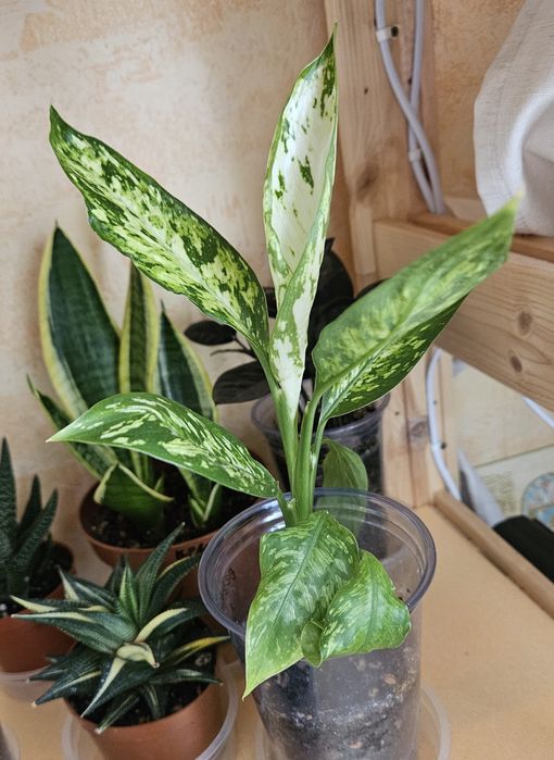 Продам комнатные растения