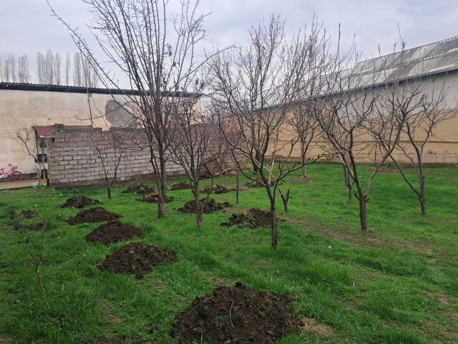 Ўртасаройда уй сотилади