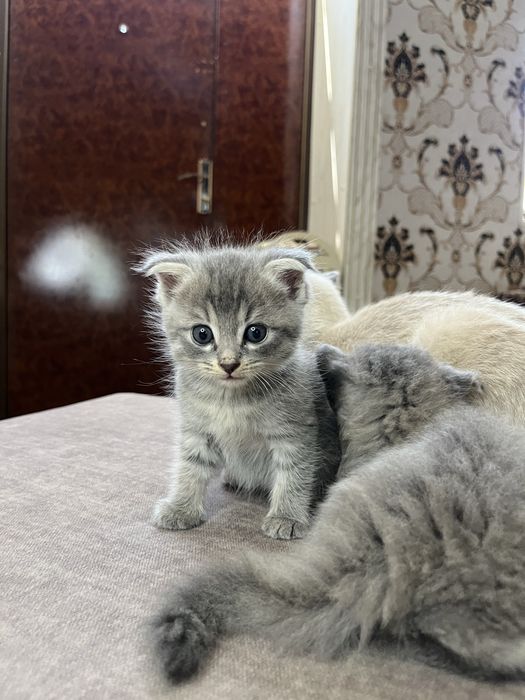 Shinshila 2oylik 4ta seriy 1tasi qiz 3ta oʻgil bola