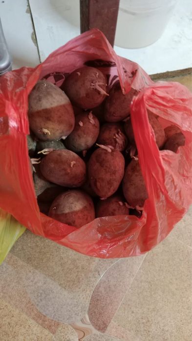 Семенная картошка