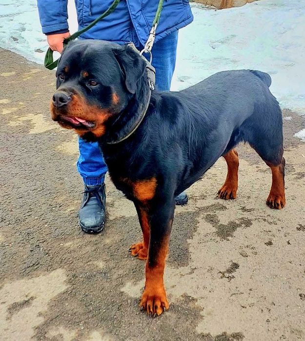 Ротвейлер на вязку