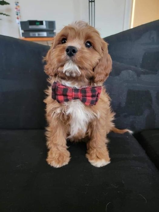 Кавапу !!! Cavapoo!!!