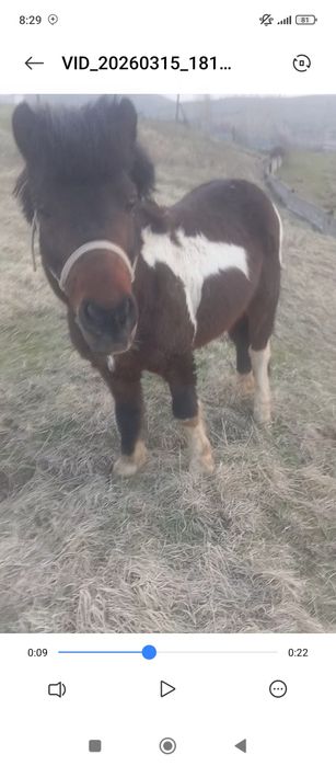 Poʻni sotiladi erke