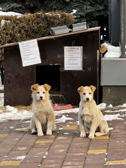 Отдаем в хорошие руки щенят