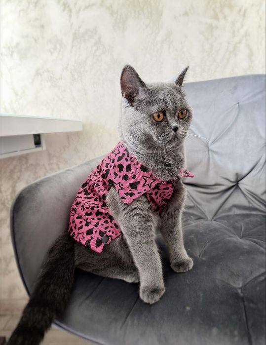 Британски котета