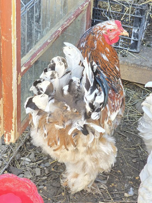 Vand sau schimb 2 cocosi Brahma portelan
