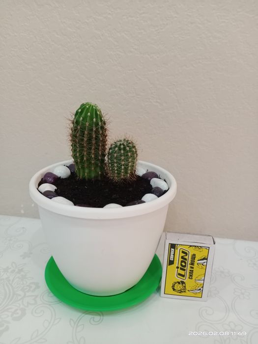 Комнатные растения. Кактусы.