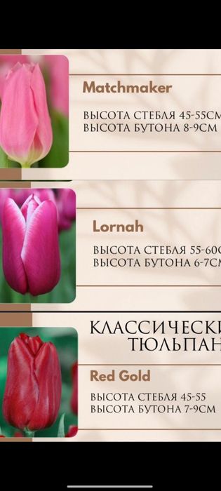 Тюльпаны оформление в подарок