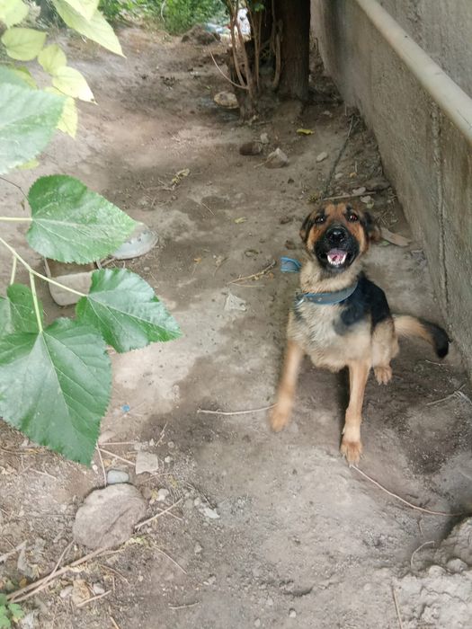 Овчарка собака немецки