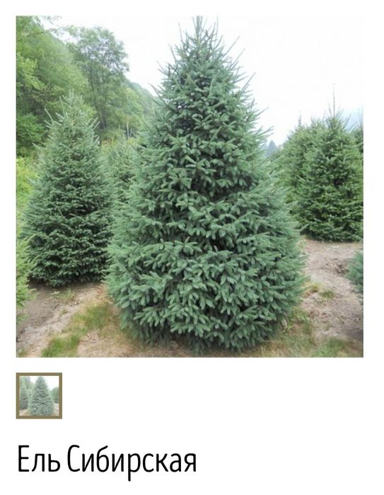 Продам саженцы Сирень