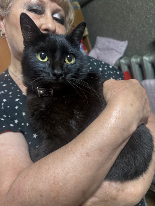 Отдам кота 7 месяцев