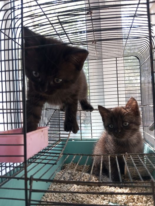 Котята бесплатно