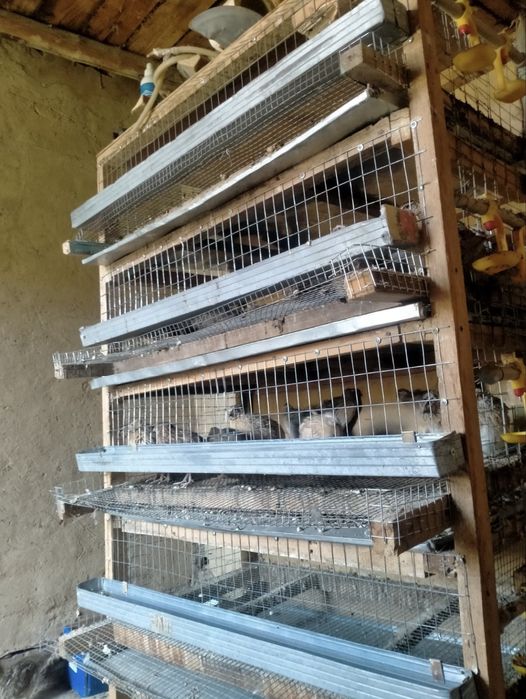 Клетка бөденеге