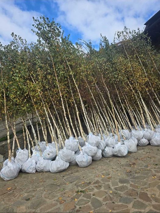 Arțar, Platan, Carpen | Arbori la Balot | Vedere Live Video