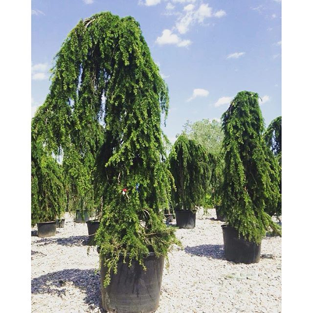 Cedru pendula 3m / cedrus atlantica glauca