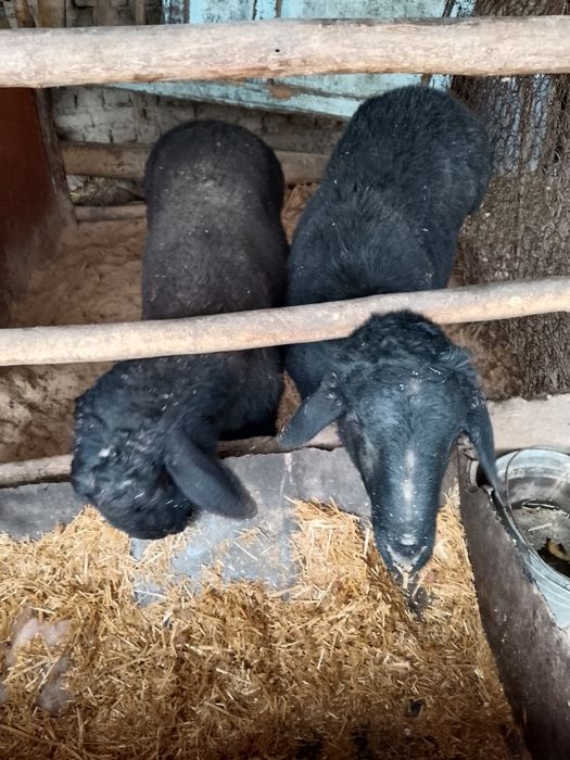 Qoʻchqorlar sotiladi soni ikkita yem yeb turganidan