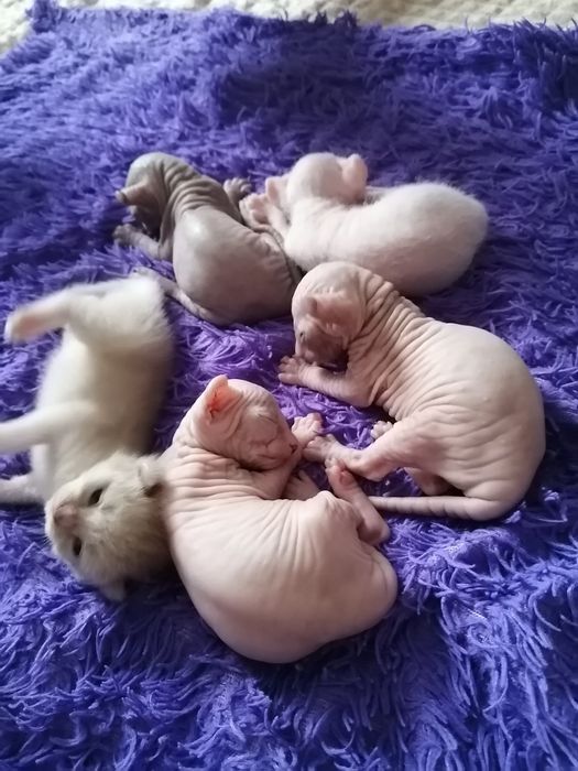 Котята сфинксы-эльфы
