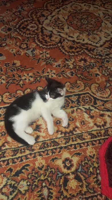 Котики отдам даром