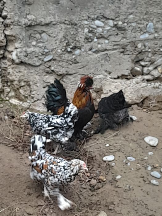 Жапон тауық - қора.