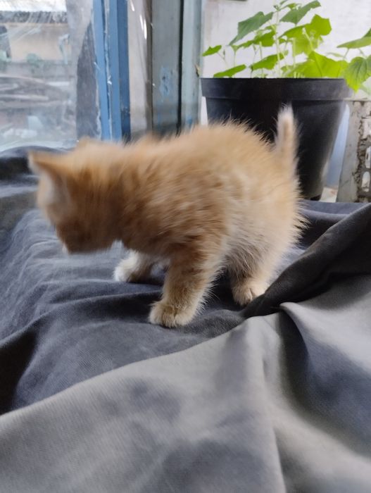 Домашние Котята отдам бесплатно