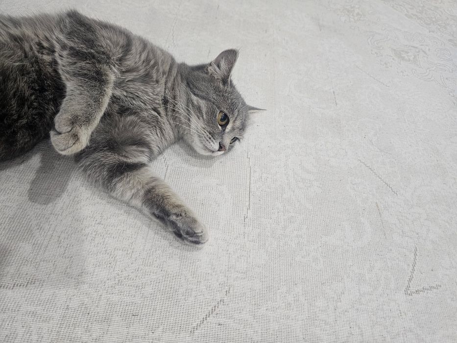 Отдам котенка бесплатно
