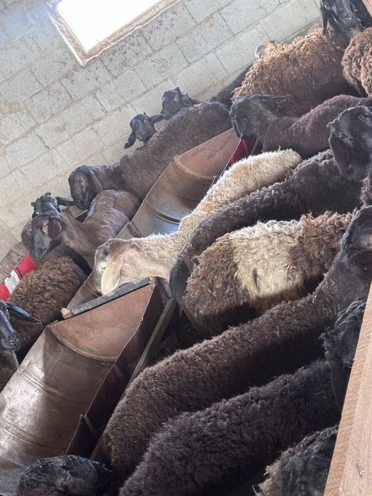 Семіз қойлар сатылады