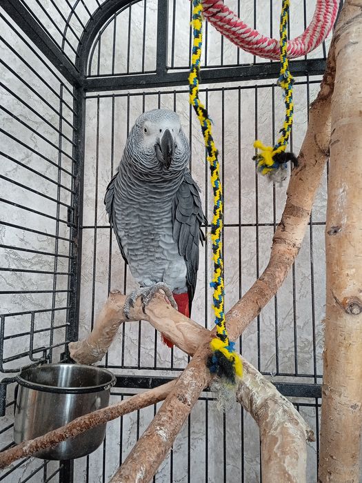 Продам  попугая .Жако