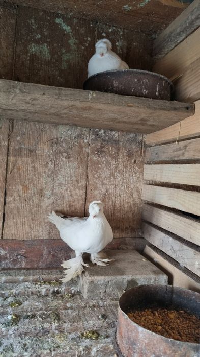 Vând pereche jucători