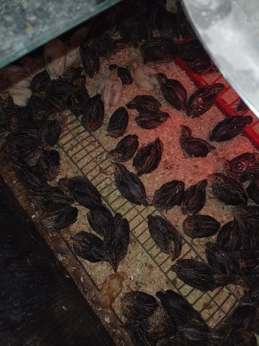 Pui de prepeliță cu vârsta de 21 de zile
